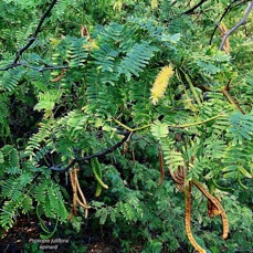 Prosopis juliflora.épinard.zacassi.fabaceae.espèce cultivée.amphinaturalisé.très envahissant..jpeg