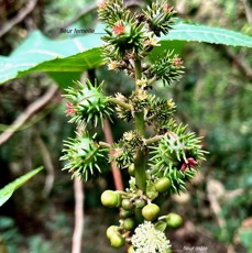 Ricinus communis.tantan.ricin commun. ( inflorescence avec fleurs femelles en haut et fleurs mâles en bas ).euphorbiaceae.assimilé indigène..jpeg