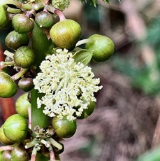 Ricinus communis.tantan.ricin commun.(fleurs mâles situées à la base de l'inflorescence )euphorbiaceae.assimilé indigène..jpeg