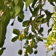 Terminalia arjuna.carambole marron combretaceae.espèce exotique cultivée. ..jpeg