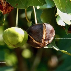 Thespesia populneoides.porché. bois de peinture.( fruits )malvaceae.indigène Réunion?.jpeg
