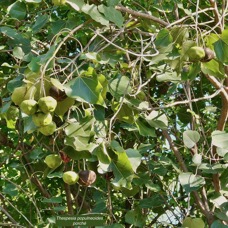 Thespesia populneoides.porché. bois de peinture.( fruits avec un long pédicelle et à couche externe déhiscente à maturité )malvaceae.indigène Réunion?.jpeg