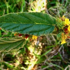 Waltheria indica.malvaceae.amphinaturalisé. (1).jpeg