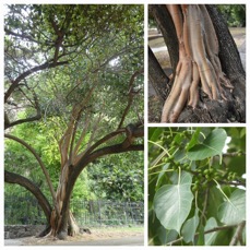 Ficus religiosa - Arbre de la Bodhi - MORACEAE - Inde - 20230704_224209.jpg