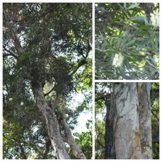 Melaleuca quinquenervia - Niaouli - MYRTACEAE - Australie Nouvelle Caledonie - 20230704_224535.jpg