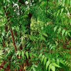 Azadirachta indica.neem.lilas sacré.meliaceae.origine- Inde (1).jpeg