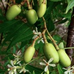 Azadirachta indica.neem.lilas sacré.meliaceae.origine- Inde (2).jpeg