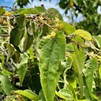 Guazuma ulmifolia.bibi jacot.malvaceae. (1).jpeg