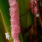 ponte d'ampullaire ( escargot Pomacea canaliculata ) sur Typha domingensis..jpeg