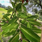 Terminalia arjuna.carambole marron combretaceae. Inde  Sri-Lanka  Myanmar  ..jpeg