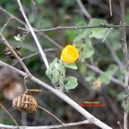 Abutilon indicum Mauve pays Malvaceae E.jpeg