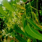 Azadirachta indica Neem Meliaceae Inde 46.jpeg