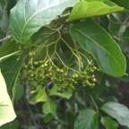 Ehretia cymosa Bois malgache Boraginaceae Potentiellement envahissante 7235.jpeg