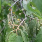 Guazuma ulmifolia Bibi jacot Malva ceae Amérique tropicale 7228.jpeg