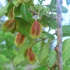 Terminalia arjuna Carambole marron Combretaceae Inde 7258.jpeg
