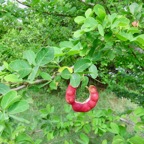 1. Fruit et feuilles de Pithecellobium dulce (Roxb.) Benth. - Tamarin d'Inde - Fabaceae - exotique.jpeg