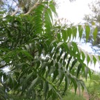 4. Feuilles Azadirachta indica A. Juss. - Neem, Margotier. Lilas. - Meliaceae - Exotique - Inde.jpeg