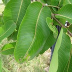 7. Feuilles de Terminalia arjuna (Roxb. ex DC.) Wight et Arn - Carambole marron - Combretaceae  - Inde.jpeg