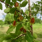 8. Fruits de Terminalia arjuna (Roxb. ex DC.) Wight et Arn - Carambole marron - Combretaceae  - Inde.jpeg