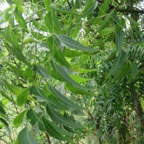 9. Fruits du Azadirachta indica A. Juss. - Neem, Margotier. Lilas. - Meliaceae - Exotique - Inde.jpeg
