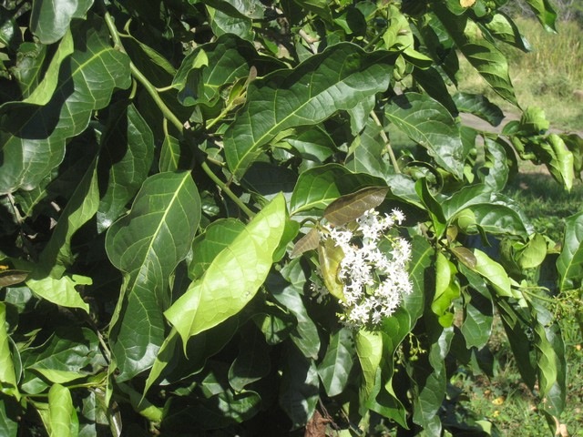 06 Ehretia cymosa, bois malgache IMG 0218