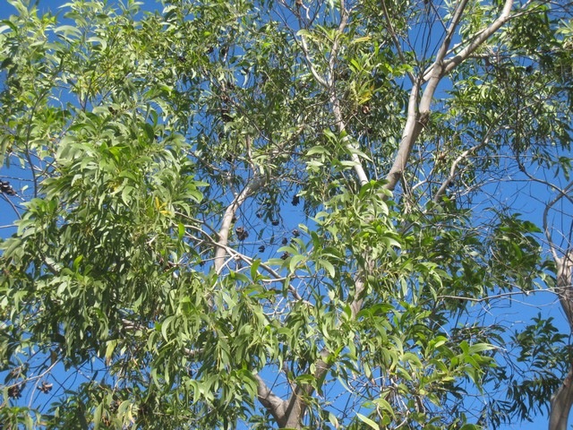 07 2 Acacia aauriculiformis feuilles fleurs fruits IMG 0233