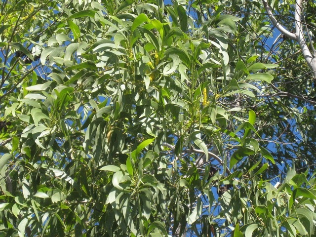 07 3 Acacia auriculiformis fleurs IMG 0229