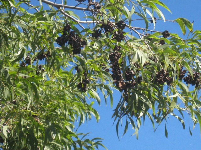 07 4 Acacia auriculiformis fruits IMG 0232