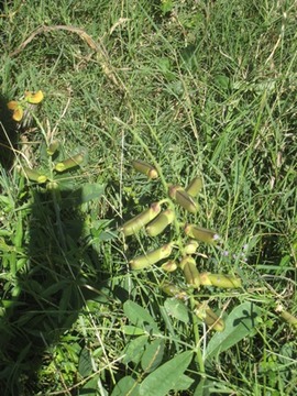 11 4 Crotaria retusa, cascavelle jaune IMG 0244
