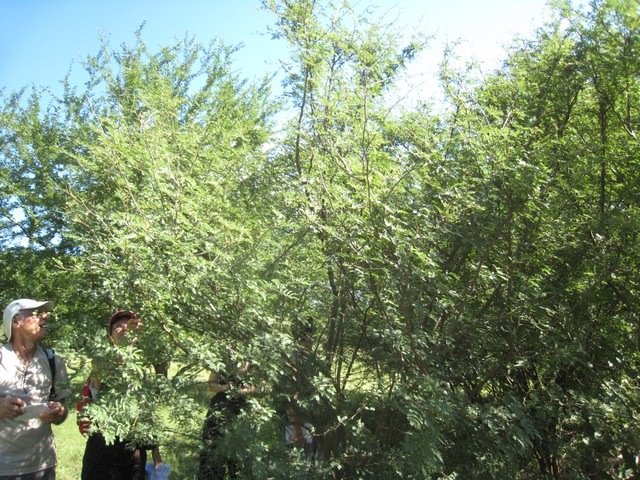 16 1 Acacia farnesiana , zepinard IMG 0254