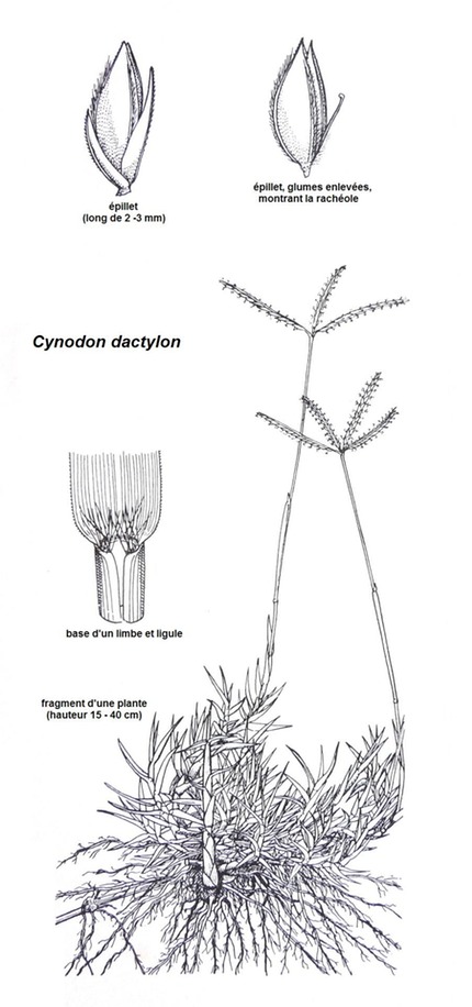 Cynodon dactylon