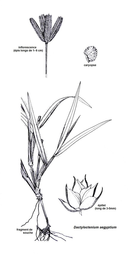 Dactyloctenium aegyptium