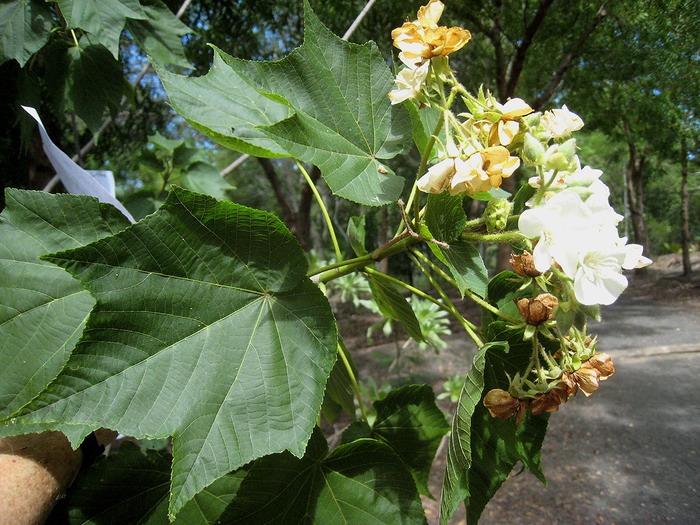75 Dombeya acutangula, petit mahot en fleurs IMG 0012