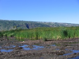 Riz plant dans l'tang -En arrife plan la falaise de Saint-Paul et les maisons de Plateau-Caillou IMG_0776