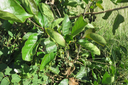 1-Ehretia cymosa - Bois malgache - Boraginacée