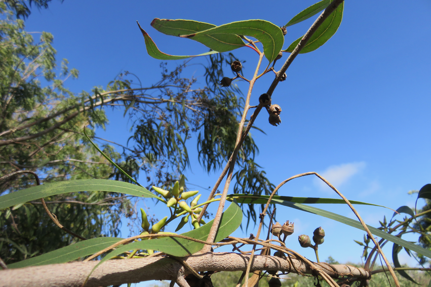 10 Eucalyptus camaldulensis - Ø - Myrtaceae - Australie