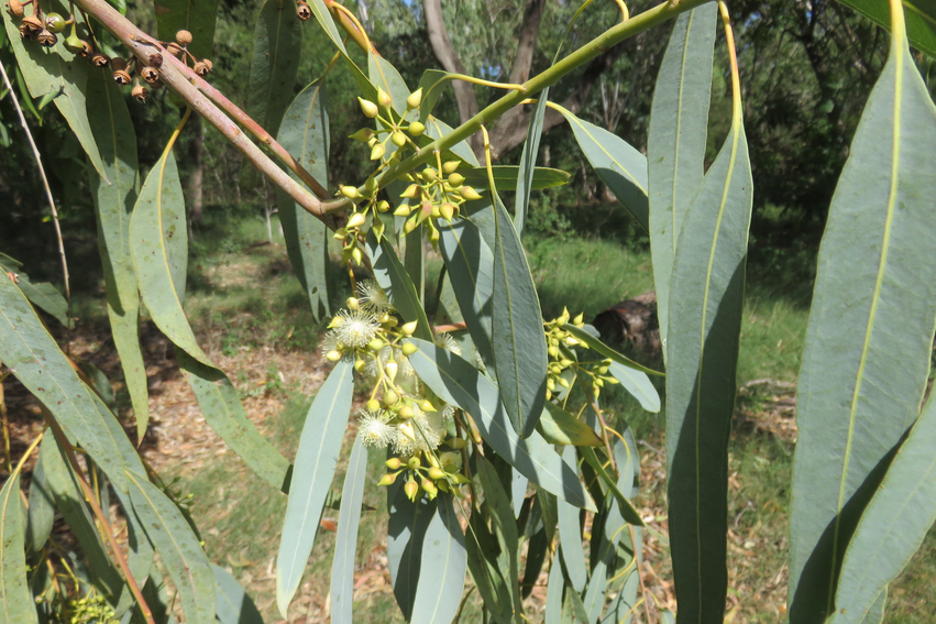 13 Eucalyptus camaldulensis - Ø - Myrtaceae - Australie