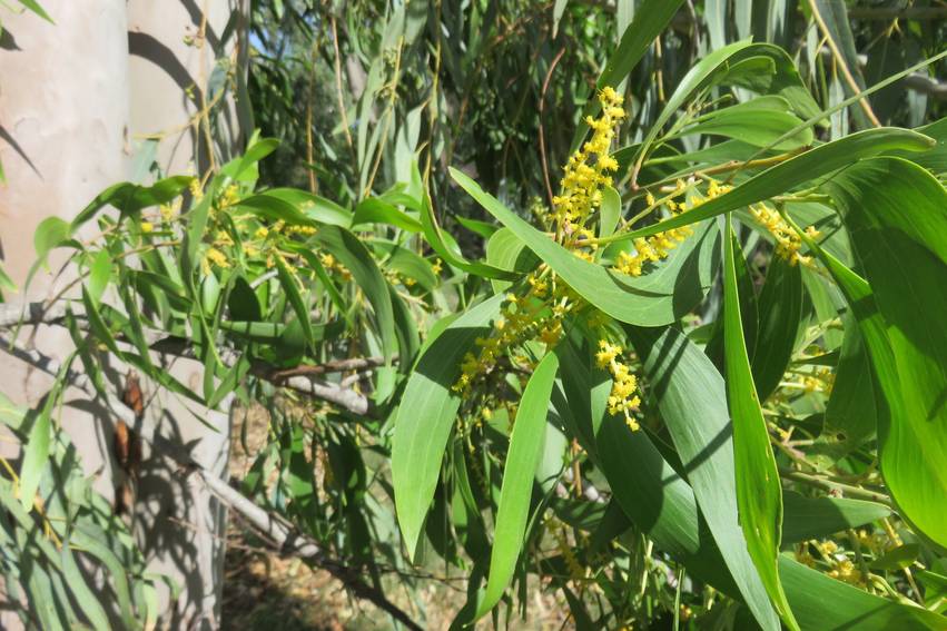 14 Acacia auriculiformis - - Fabaceae - Australie, d'Indonésie et de Papouasie-Nouvelle-Guinée