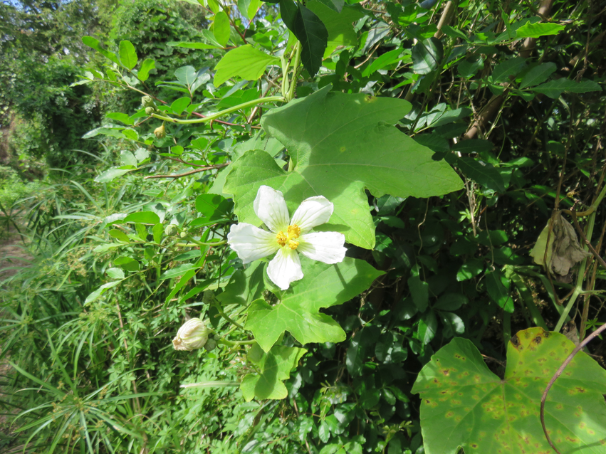 19 Lagenaria sphaerica  - Calebasse sauvage - Cucurbitaceae - Afrique