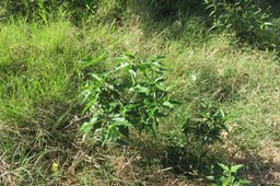 2 Croton bonplandianus Baill. - Herbe-diable - Euphorbiaceae - Exotique (Amérique du Sud)
