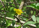 21 Merremia umbellata - La petite rose de bois - Convolvulaceae - pantropicale