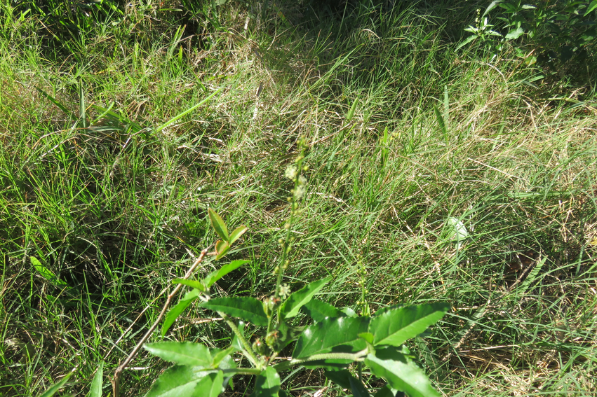 4 Croton bonplandianus Baill. - Herbe-diable - Euphorbiaceae - Exotique (Amérique du Sud)