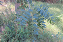 8 Azadirachta indica A. Juss. - Neem, Lilas de Perse - Meliaceae - Exotique : Inde