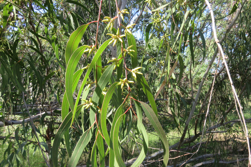 9 Eucalyptus camaldulensis - Ø - Myrtaceae - Australie