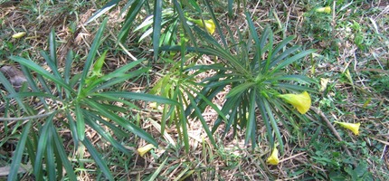 Thevetia peruviana (Pers.) K. Schum. Laurier jaune Le bois la tête cabot IMG 0015