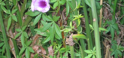 Fleur de 15 Ipomoea cairica Liane de sept ans CONVOLVULACEE paléotropicale IMG 0027