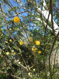 Acacia farnesiana - Zepinard - FABACEAE - EE - P1020512