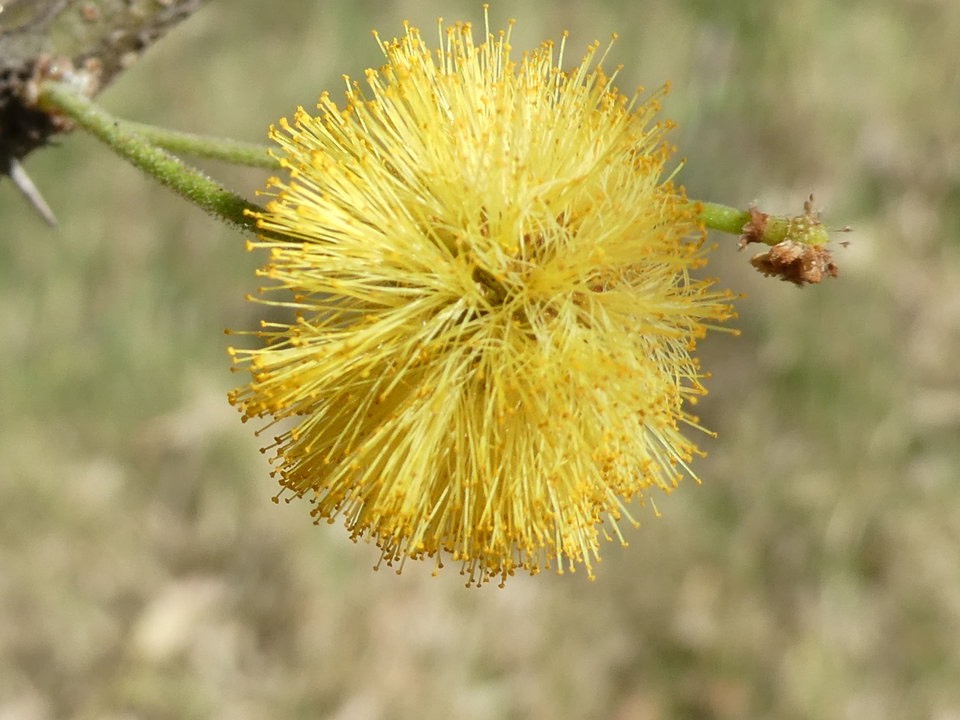 Acacia farnesiana - Zepinard - FABACEAE - EE - P1020514