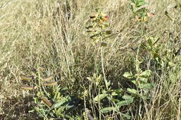 Crotalaria retusa - Cascavelle jaune - FABACEAE - Indigène Réunion ? - MB2_2606