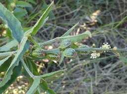 Croton bonplandianus (fruits et fleurs mâles)- Herbe le diable - EUPHORBIACEAE - Amérique du Sud 